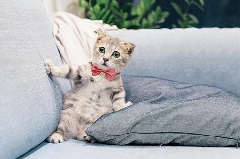 6-Pack Bow Ties for Chickens, Birds, Hamsters & Small Animals in Kuwait