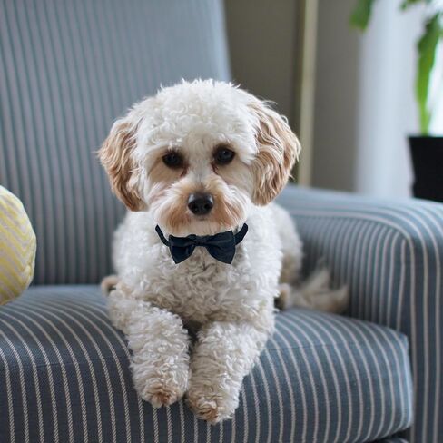 6-Pack Bow Ties for Chickens, Birds, Hamsters & Small Animals in Kuwait