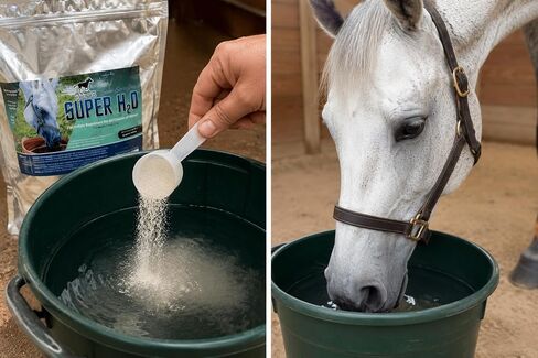 Pennwoods Horse Electrolyte Supplement Hydration Sweat Recovery 5 lb in Kuwait