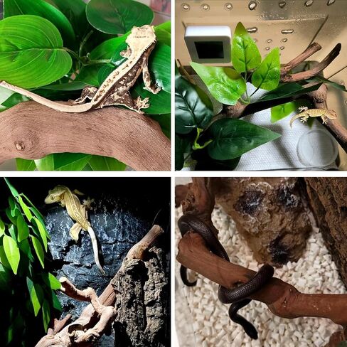 BNOSDM 2PCS Reptile Wood Branches Decor,Lizard Habitat Natural Wood Decoration,Snake Climbing Branch Accessories,Terrarium Tree Trunk Ornament for Bearded Dragon Gecko Frog Chameleon Spider in Kuwait