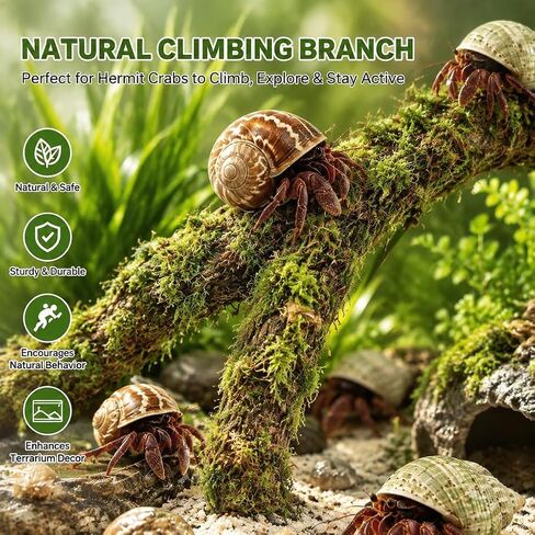 12.2 Inch Moss Vine for Hermit Crabs and Snails, Simulation Moss Rope Climbing Toy, Adjustable Terrarium Decor for Hermit Crab Habitat, Also for Leopard Gecko, Lizards, Frogs, and Small Snakes in Kuwait