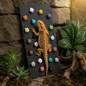 Large Bearded Dragon Climbing Wall, Natural Slate Board, 22 Colorful Holds in Saudi Arabia