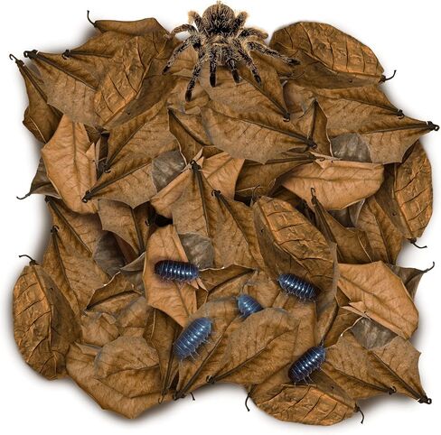 SunGrow 50 Pack Leaf Litter for Spider, Cricket & Isopod, Mini Catappa Dried Indian Almond Leaves, for Vivarium, Terrarium & Aquarium (Mini Leaves (50-Pack)) in Kuwait