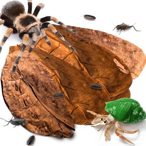 SunGrow 50 Pack Leaf Litter for Spider, Cricket & Isopod, Mini Catappa Dried Indian Almond Leaves, for Vivarium, Terrarium & Aquarium (Mini Leaves (50-Pack)) in Kuwait