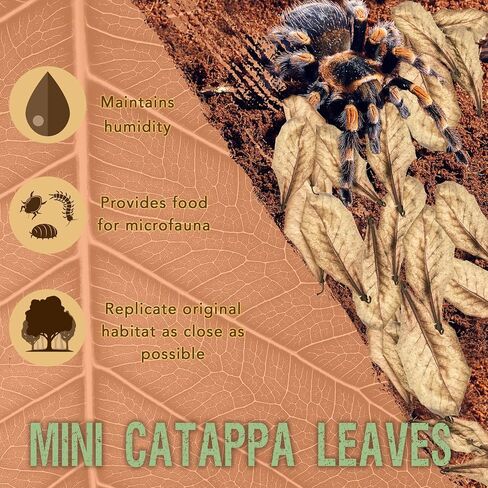 SunGrow 50 Pack Leaf Litter for Spider, Cricket & Isopod, Mini Catappa Dried Indian Almond Leaves, for Vivarium, Terrarium & Aquarium (Mini Leaves (50-Pack)) in Kuwait