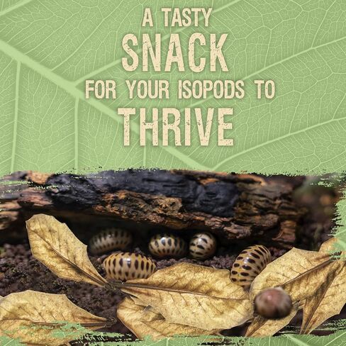 SunGrow 50 Pack Leaf Litter for Spider, Cricket & Isopod, Mini Catappa Dried Indian Almond Leaves, for Vivarium, Terrarium & Aquarium (Mini Leaves (50-Pack)) in Kuwait