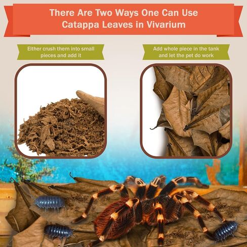 SunGrow 50 Pack Leaf Litter for Spider, Cricket & Isopod, Mini Catappa Dried Indian Almond Leaves, for Vivarium, Terrarium & Aquarium (Mini Leaves (50-Pack)) in Kuwait