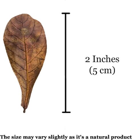 SunGrow 50 Pack Leaf Litter for Spider, Cricket & Isopod, Mini Catappa Dried Indian Almond Leaves, for Vivarium, Terrarium & Aquarium (Mini Leaves (50-Pack)) in Kuwait