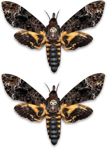 vinatimes Lot of 2 Real Death Head Moth Acherontia Hawkmoth Mounted Skull Moth Entomology Dried Insect Butterfly Taxidermy Oddity Artwork 2MCU in Saudi Arabia