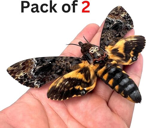 vinatimes Lot of 2 Real Death Head Moth Acherontia Hawkmoth Mounted Skull Moth Entomology Dried Insect Butterfly Taxidermy Oddity Artwork 2MCU in Saudi Arabia