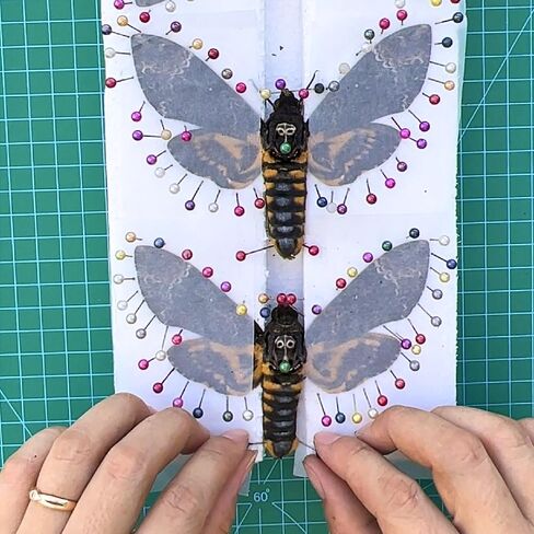 vinatimes Lot of 2 Real Death Head Moth Acherontia Hawkmoth Mounted Skull Moth Entomology Dried Insect Butterfly Taxidermy Oddity Artwork 2MCU in Saudi Arabia