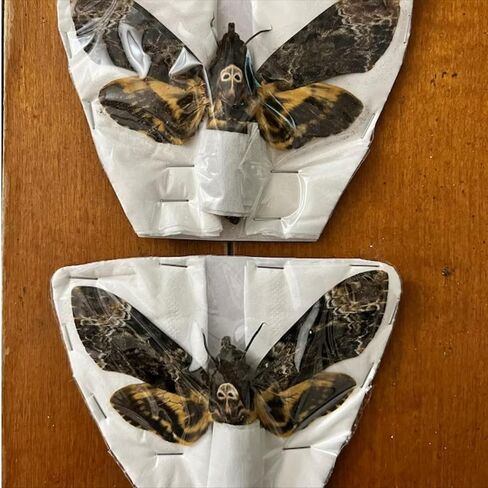 vinatimes Lot of 2 Real Death Head Moth Acherontia Hawkmoth Mounted Skull Moth Entomology Dried Insect Butterfly Taxidermy Oddity Artwork 2MCU in Saudi Arabia