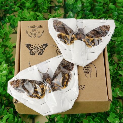 vinatimes Lot of 2 Real Death Head Moth Acherontia Hawkmoth Mounted Skull Moth Entomology Dried Insect Butterfly Taxidermy Oddity Artwork 2MCU in Saudi Arabia