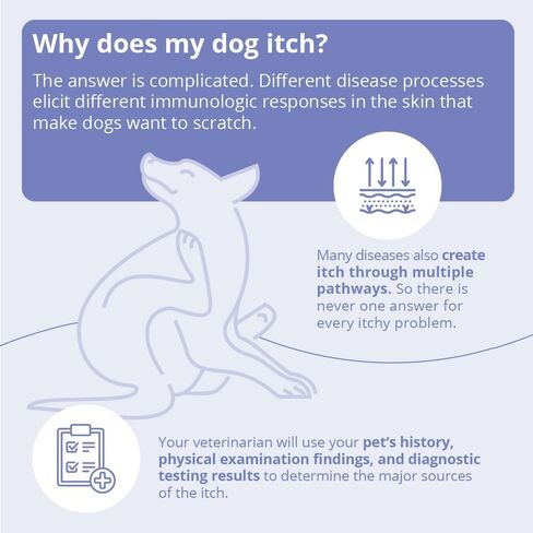 MiconaHex+Triz Shampoo for Dogs, Cats and Horses, 8 oz in Kuwait