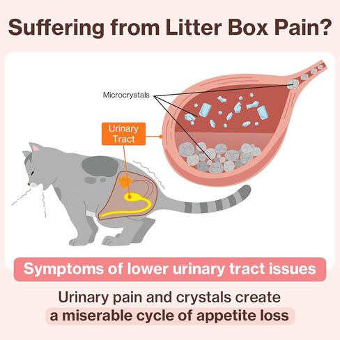 Doctor By UT Care Cat UTI Kidney Support Urinary Supplement Cranberry Treatment for Cats Renal Health with Pacran, Quercetin, Taurine lickable Formula Individually Packaged (1 Pack) in Saudi Arabia