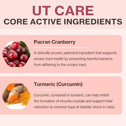 Doctor By UT Care Cat UTI Kidney Support Urinary Supplement Cranberry Treatment for Cats Renal Health with Pacran, Quercetin, Taurine lickable Formula Individually Packaged (1 Pack) in Saudi Arabia
