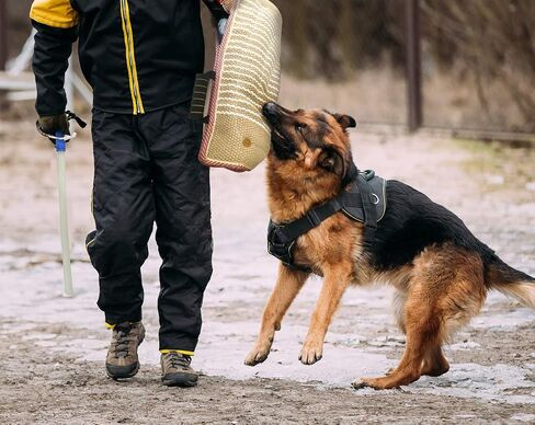 Dog Bite Training Set Professional Dog Bite Sleeve Arm with Whip Agitation Stick for Dogs Training Equipment Protection for Biting Playing Tugging Toy Interactive Pitbull German Shepherd Puppy K9 in Kuwait