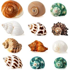 12PCS Hermit Crab Shells 1.6"-3.2", Growth Turbo Seashells in Saudi Arabia