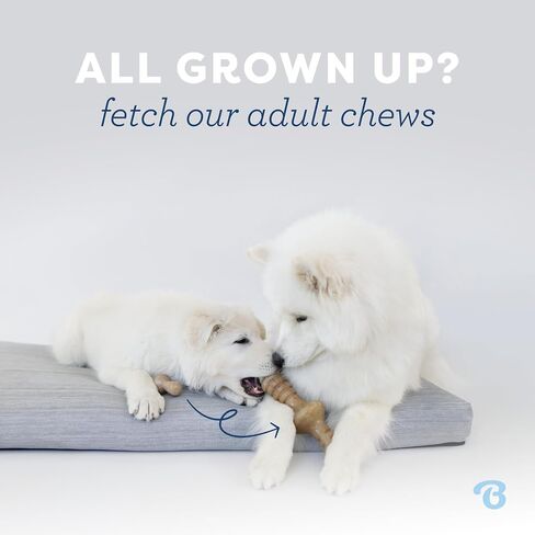 Benebone Puppy 2-Pack Dental Chew/Wishbone Dog Teething Toys, Bacon, Small in Kuwait