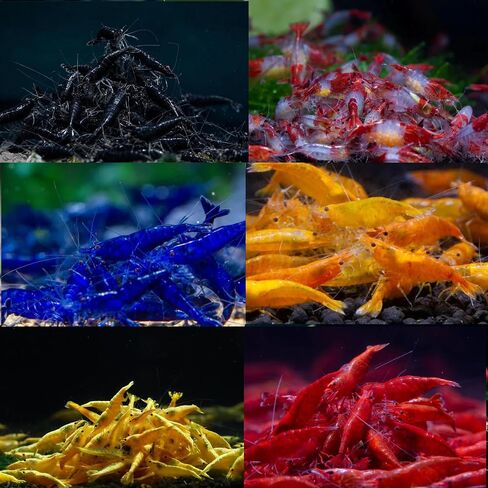 SF Aquatic™ 20 Blue Dream Shrimps High Grade Neocaridina Live Freshwater Aquarium Shrimps. Fully Mature Breeding Age. Live Arrival Guarantee. in Saudi Arabia
