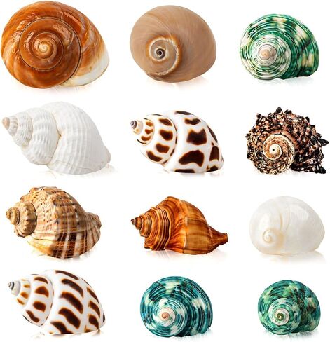 12PCS Hermit Crab Shells 1.6"-3.2", Growth Turbo Seashells in Saudi Arabia