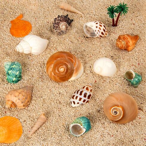 12PCS Hermit Crab Shells 1.6"-3.2", Growth Turbo Seashells in Saudi Arabia