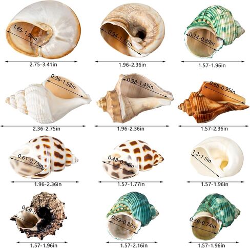 12PCS Hermit Crab Shells 1.6"-3.2", Growth Turbo Seashells in Saudi Arabia