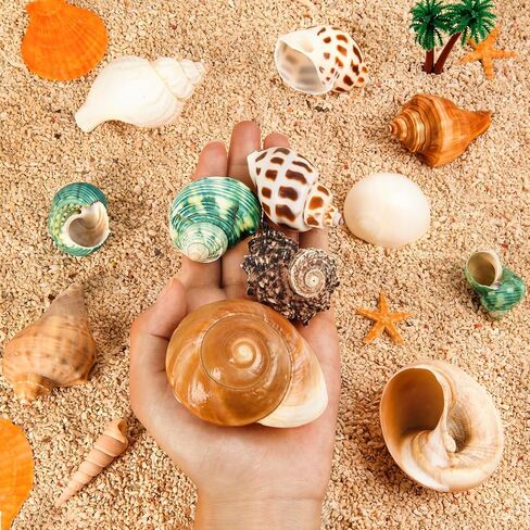 12PCS Hermit Crab Shells 1.6"-3.2", Growth Turbo Seashells in Saudi Arabia