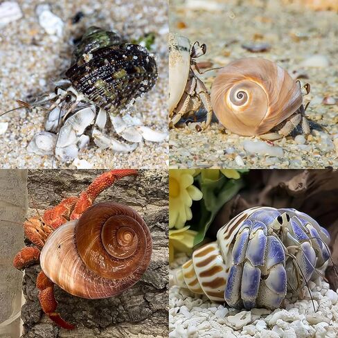 12PCS Hermit Crab Shells 1.6"-3.2", Growth Turbo Seashells in Saudi Arabia