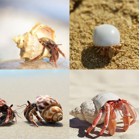 12PCS Hermit Crab Shells 1.6"-3.2", Growth Turbo Seashells in Saudi Arabia