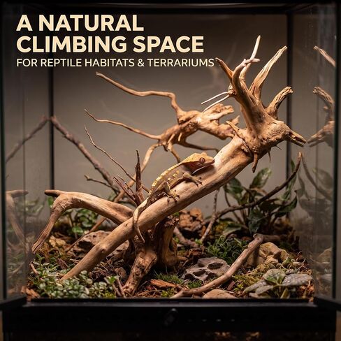 2Pcs Aquarium Driftwood Branches Natural Wood Reptiles Trunk Wood Fish Tank Decoration Plant Stump Ornament Landscaping, Fish Tank Decoration, 8-10cm in Kuwait