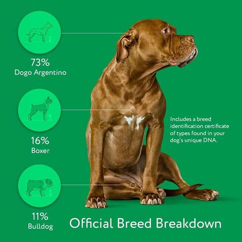 DNA MY DOG – Ultimate Health & Breed Bundle | Canine Allergy Test (120+ Allergens) & Breed ID Test (350+ Breeds) | Non-Invasive Cheek Swab, Fast Results, Detailed Reports & Personalized Tips in Kuwait