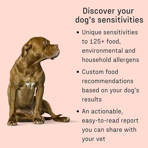 DNA MY DOG – Ultimate Health & Breed Bundle | Canine Allergy Test (120+ Allergens) & Breed ID Test (350+ Breeds) | Non-Invasive Cheek Swab, Fast Results, Detailed Reports & Personalized Tips in Kuwait
