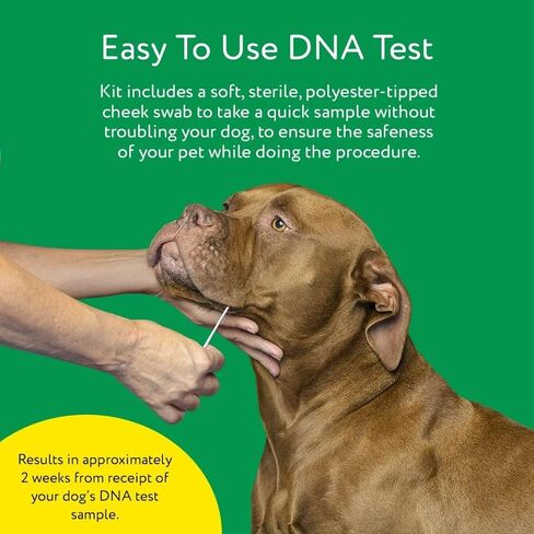 DNA MY DOG – Ultimate Health & Breed Bundle | Canine Allergy Test (120+ Allergens) & Breed ID Test (350+ Breeds) | Non-Invasive Cheek Swab, Fast Results, Detailed Reports & Personalized Tips in Kuwait