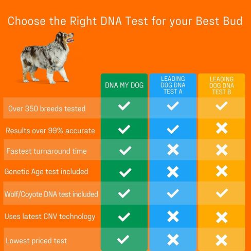 DNA My Dog – Premium Health & Breed Bundle | Breed ID Test (350+ Breeds, 99% Accuracy, Health Test, Age & Wolf DNA) & Allergy Test (120+ Allergens) | Noninvasive Cheek Swab, Fast Results & Custom Care in Kuwait