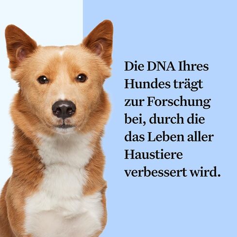Wisdom Panel Dog Breed Detection DNA Test Kit - Accurate Breed ID MDR1 Pedigree Relatives in Kuwait