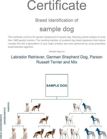 Dog Breed DNA Test Kit | Identifies 430+ Dog Breeds & Types | 174,000 Genetic Markers Analysed | Includes MDR1 Test & Breed Certificate | Home Cheek Swab Collection Kit for 1 Dog in Kuwait
