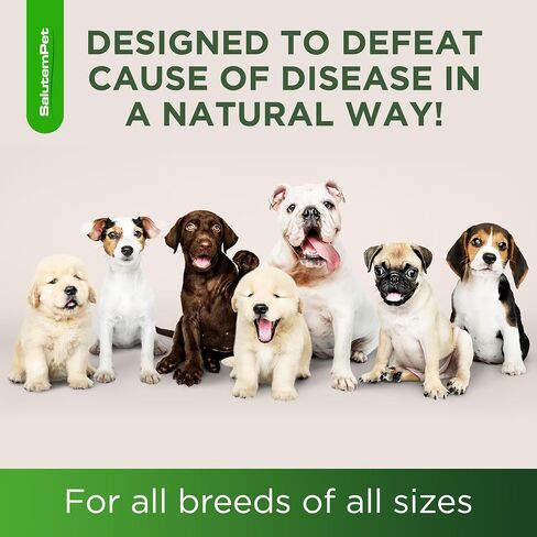 Dog Antibiotics for Infections, Cough, & Itching | Natural Antibiotics for Dogs for All Ages to Promote Wound Healing | Dog UTI Treatment and Tooth Infection Treatment | Chicken Flavor | 2 Oz in Kuwait