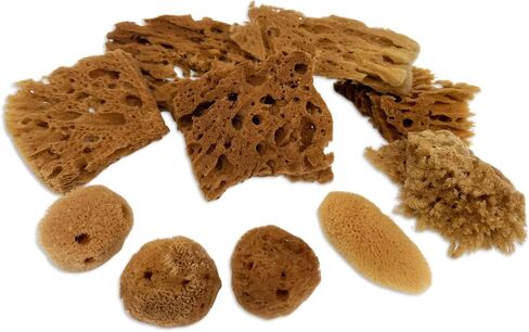 Natural Sea Sponges 10pk for Artists, 2"-4" Unbleached, Painting & Crafts in Kuwait