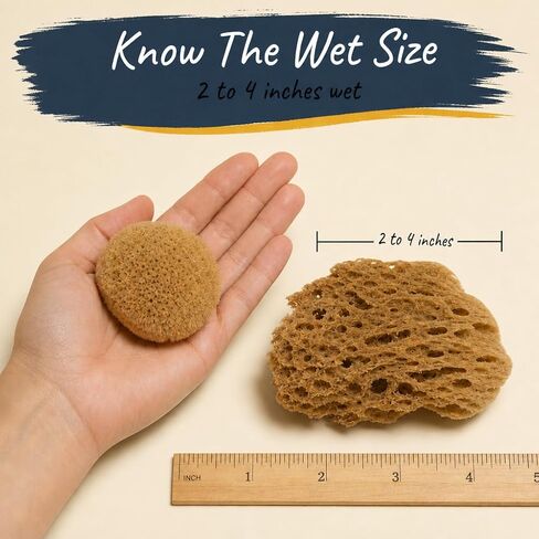 Natural Sea Sponges 10pk for Artists, 2"-4" Unbleached, Painting & Crafts in Kuwait