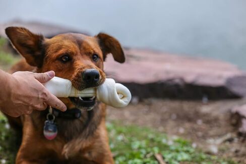 Top Dog Chews - Natural Beef Rawhide Bones (3 Pack), 8"-10" Long-Lasting Dog Bones for Aggressive Chewers, Digestible Dog Treats for Small, Medium & Large Breeds (3 Pack, 3, Count) in Kuwait