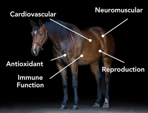 MPV Vitamin E 5,000 Pelleted Vitamin E for Horses in Kuwait