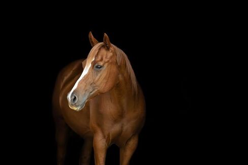 MPV Vitamin E 5,000 Pelleted Vitamin E for Horses in Kuwait