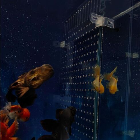 Acrylic Fish Tank Divider 11.81x9.84 inch Clear Aquarium Divider in Kuwait