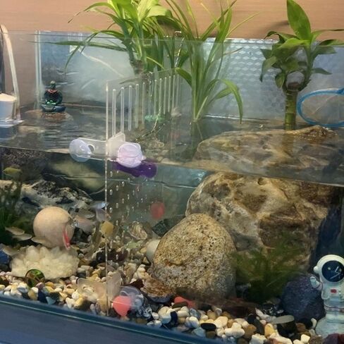 Acrylic Fish Tank Divider 11.81x9.84 inch Clear Aquarium Divider in Kuwait