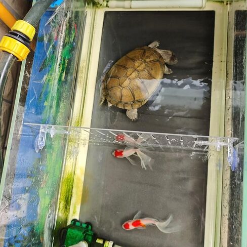 Acrylic Fish Tank Divider 11.81x9.84 inch Clear Aquarium Divider in Kuwait