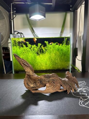 AWXZOM 4pcs 5-6inch Natural Driftwood for Aquarium Driftwood Pieces Small Aquarium Driftwood for Reptile Fish Wood Decor in Saudi Arabia