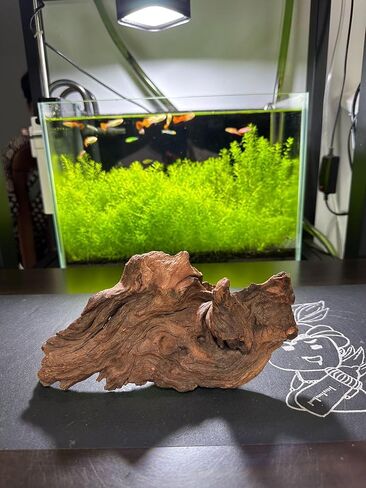 AWXZOM 4pcs 5-6inch Natural Driftwood for Aquarium Driftwood Pieces Small Aquarium Driftwood for Reptile Fish Wood Decor in Saudi Arabia