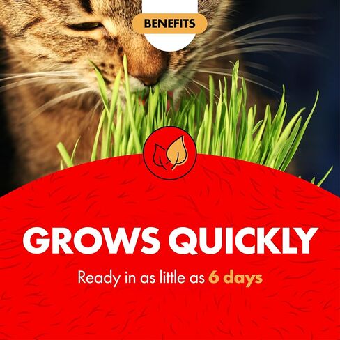 Miracle Care Cat A'bout Cat Grass Kit, 5.25 Ounce in Kuwait
