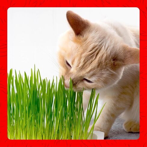 Miracle Care Cat A'bout Cat Grass Kit, 5.25 Ounce in Kuwait